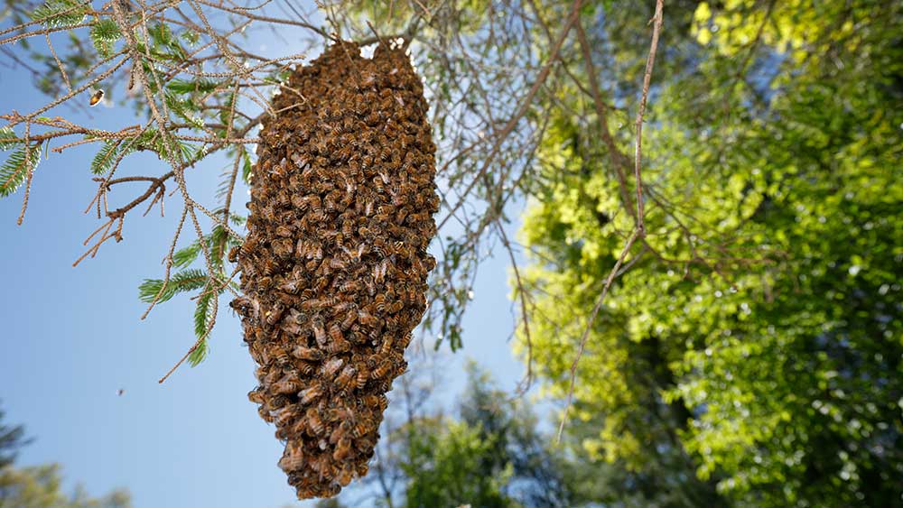 Escrow Watch: 280m shares ready to swarm the ASX
