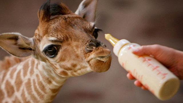 Margaret the baby Giraffe, is bottle fed by Chester Zoo keeper Tim Rowlands on January 30, 2008, in Chester, England. Margaret is the first Rothschild giraffe born at the zoo and is being hand reared after having difficulty suckling from her mother. Margaret, who is named after keeper Tim's mother, already measures 1.2m (Photo by Christopher Furlong/Getty Images)