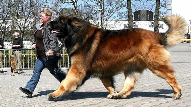 A very big dog. Pic: Getty