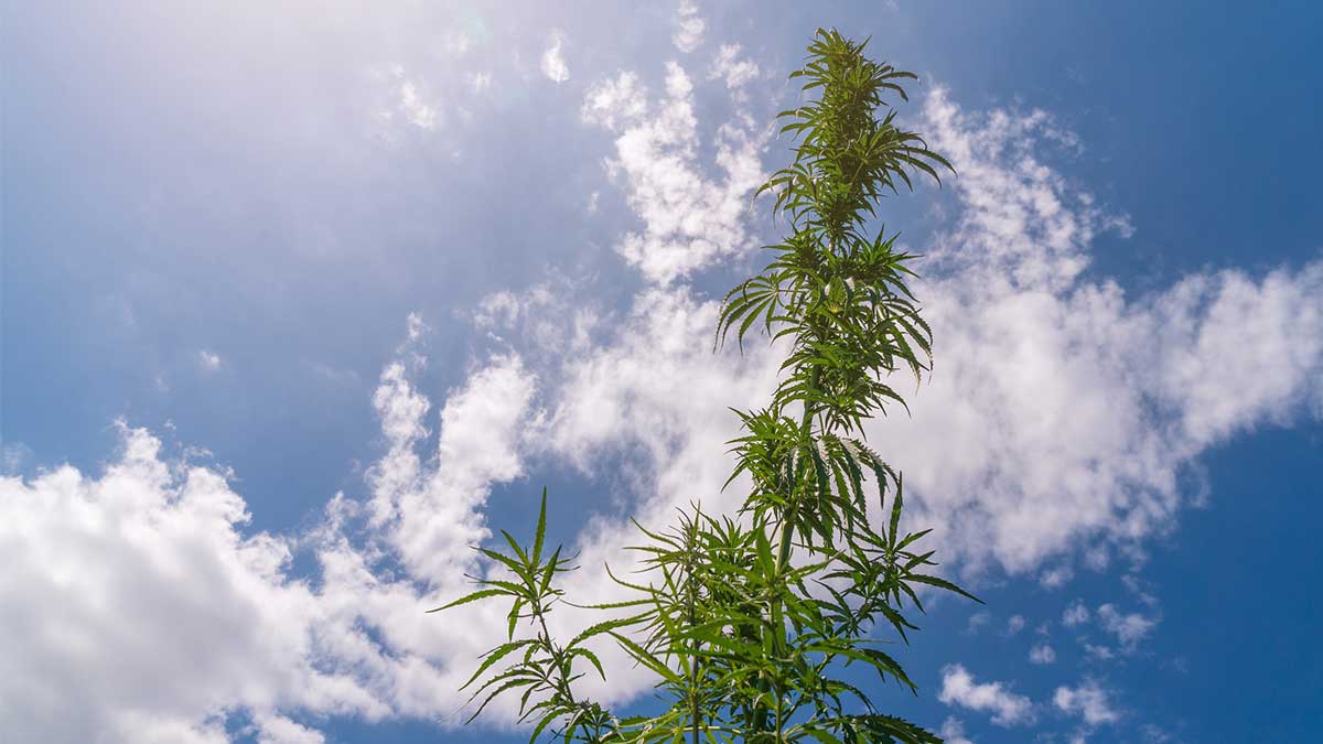 RotoGro can grow up to 85pc more cannabis compared to flatdeck growers