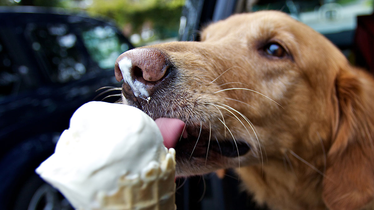 PharmAust says its cancer drug for fussy dogs is way tastier now