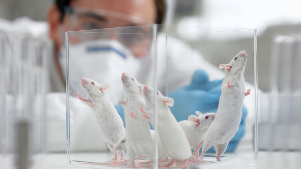 Dr Irmgard Irminger-Finger’s team is now into cancer vaccines – and one shows good signs in mice