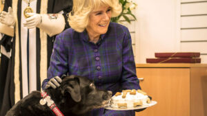 PharmAust has made 2000 anti-cancer pills that it really hopes dogs won’t gag on