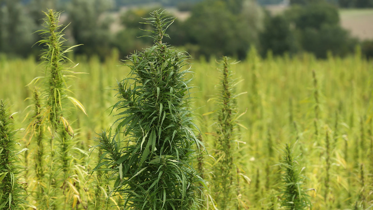 Potato monitor CropLogic wants to start growing hemp in Oregon