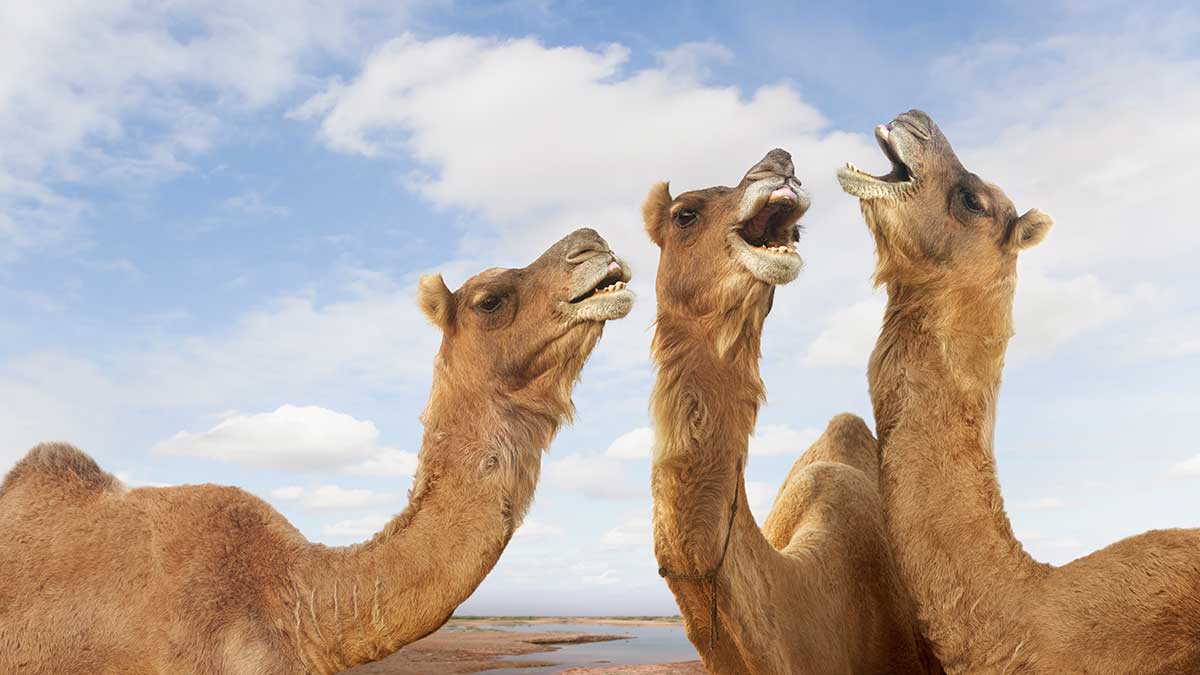Rise and Shine: What you need to know before the ASX opens