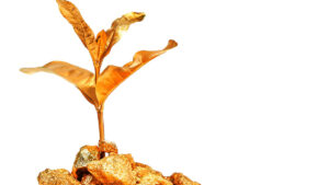 Gold Fields and Lefroy are finding more gold in Western Australia