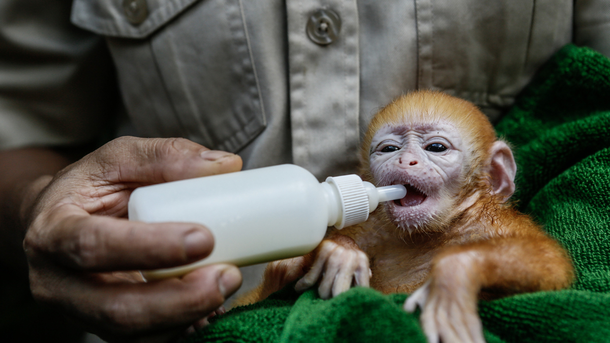 Got Milk: Formula stocks show signs of recovery as a new member joins