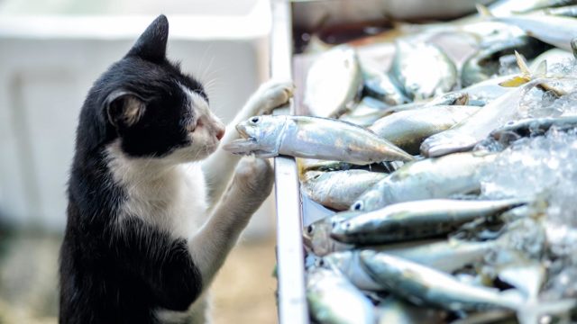 Cat stealing fish, Getty