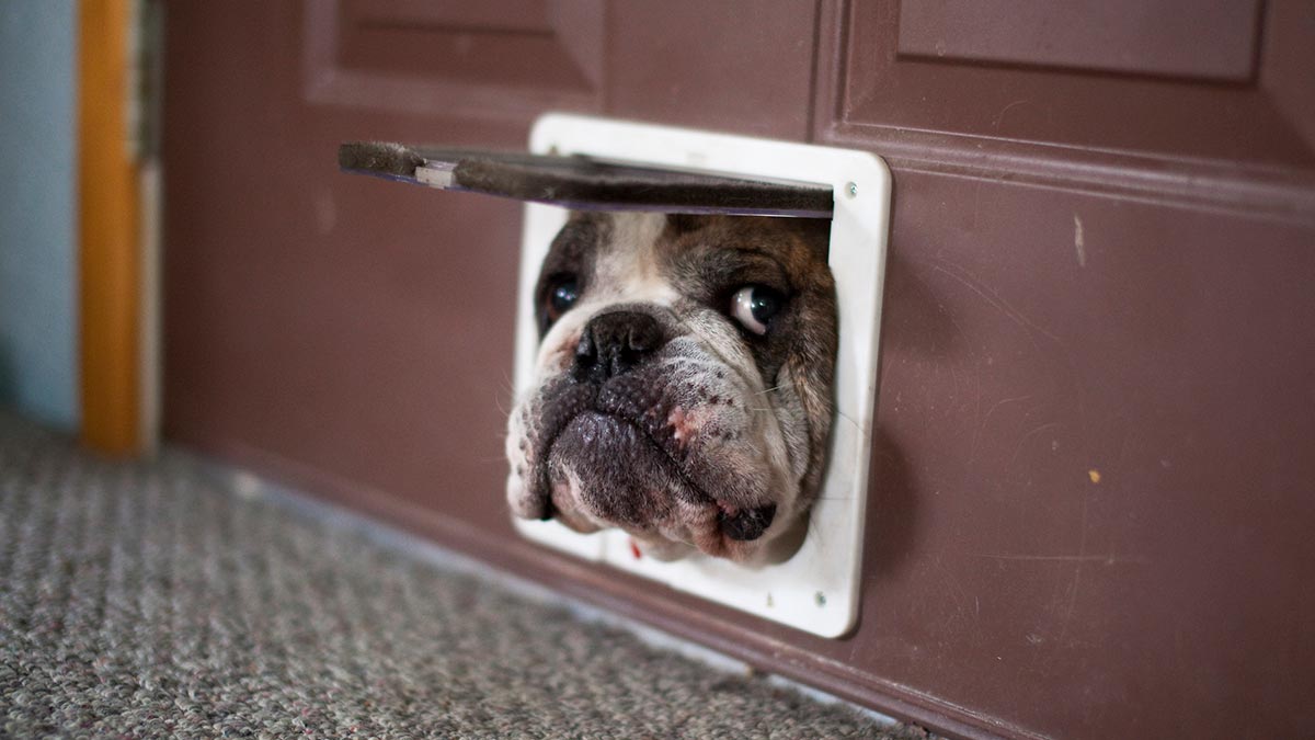 Dog, backdoor, Getty