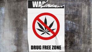 No marijuana is ok for pregnant women, not even for morning sickness