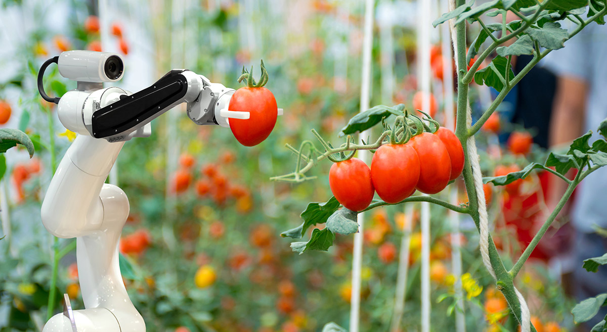 Innovation will be key for Australian agriculture as ASX food stocks go cold