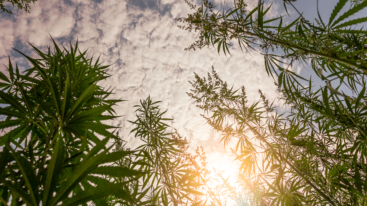 Agriculture: Enevis gets into LED-powered cropping just as cannabis growers switch on