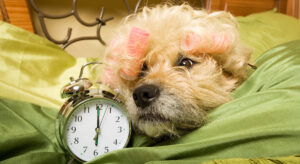 Rise and Shine: What you need to know before the ASX opens