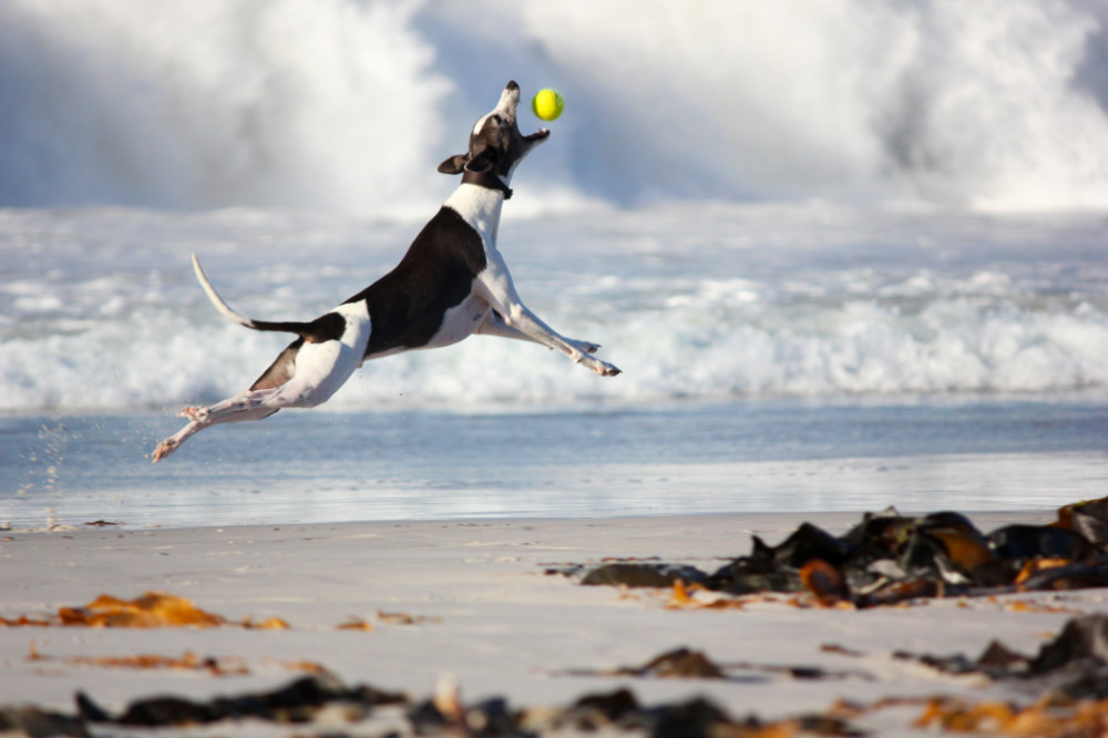 Short & Caught: Here’s why it’s worth watching a stock’s ‘short interest ratio’