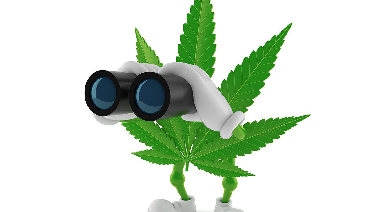 Expert view: Here are 3 things we learned about where the cannabis industry is headed