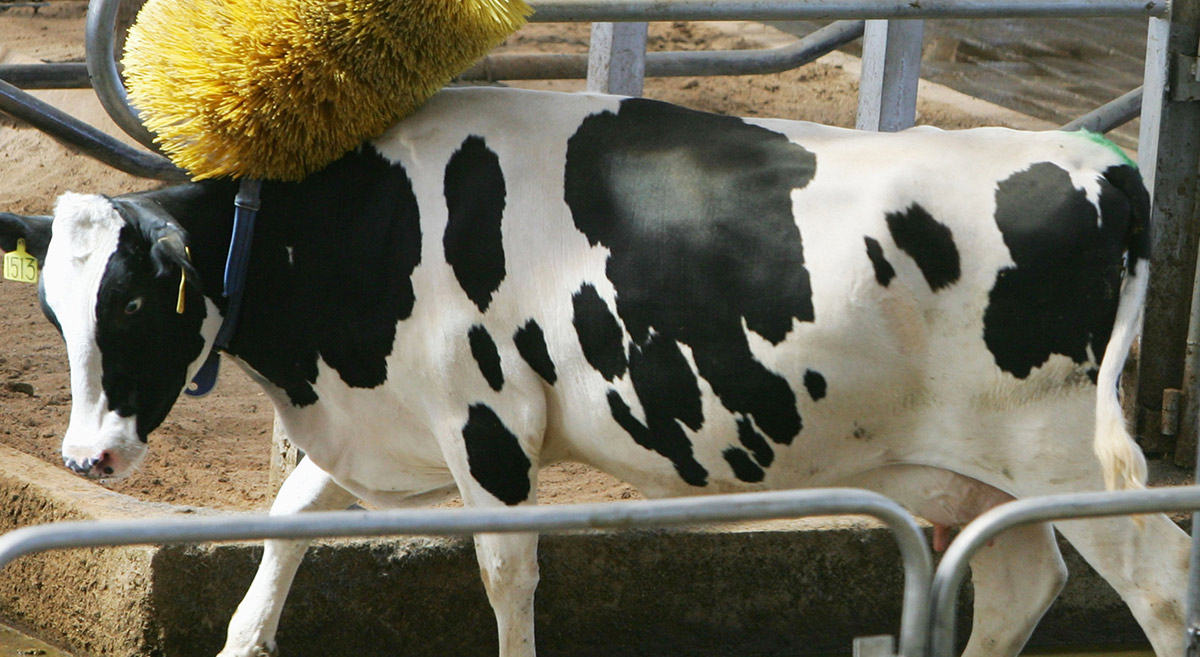 Lunchtime ASX small cap wrap: Who’s keeping the cows happy today?