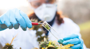 Pot: Zelda gets the go-ahead for cannabis test to treat opiate addictions