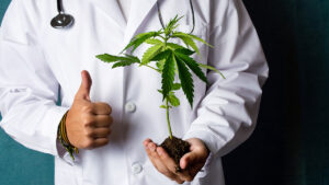 Queensland Bauxite is back on the ASX, as pot stock Cann Global