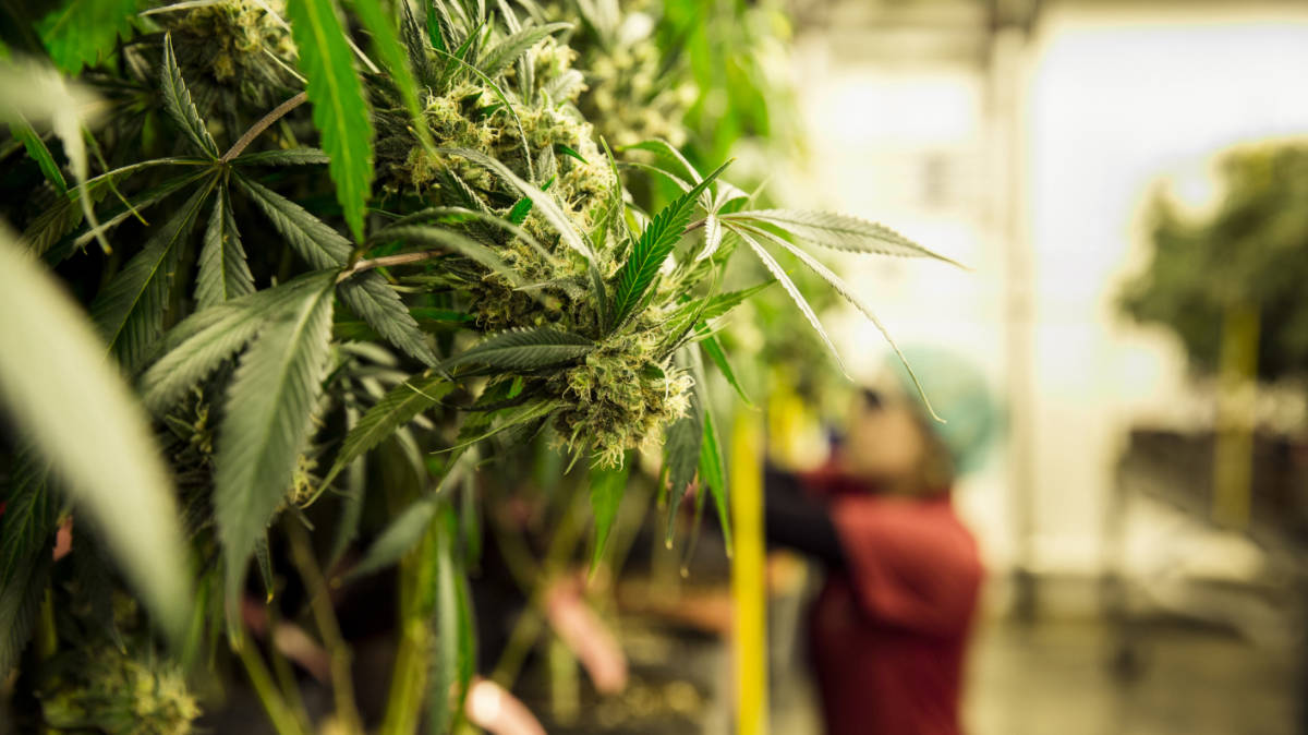 Lock it in: MGC Pharma will be researching and producing cannabis in Europe for decades