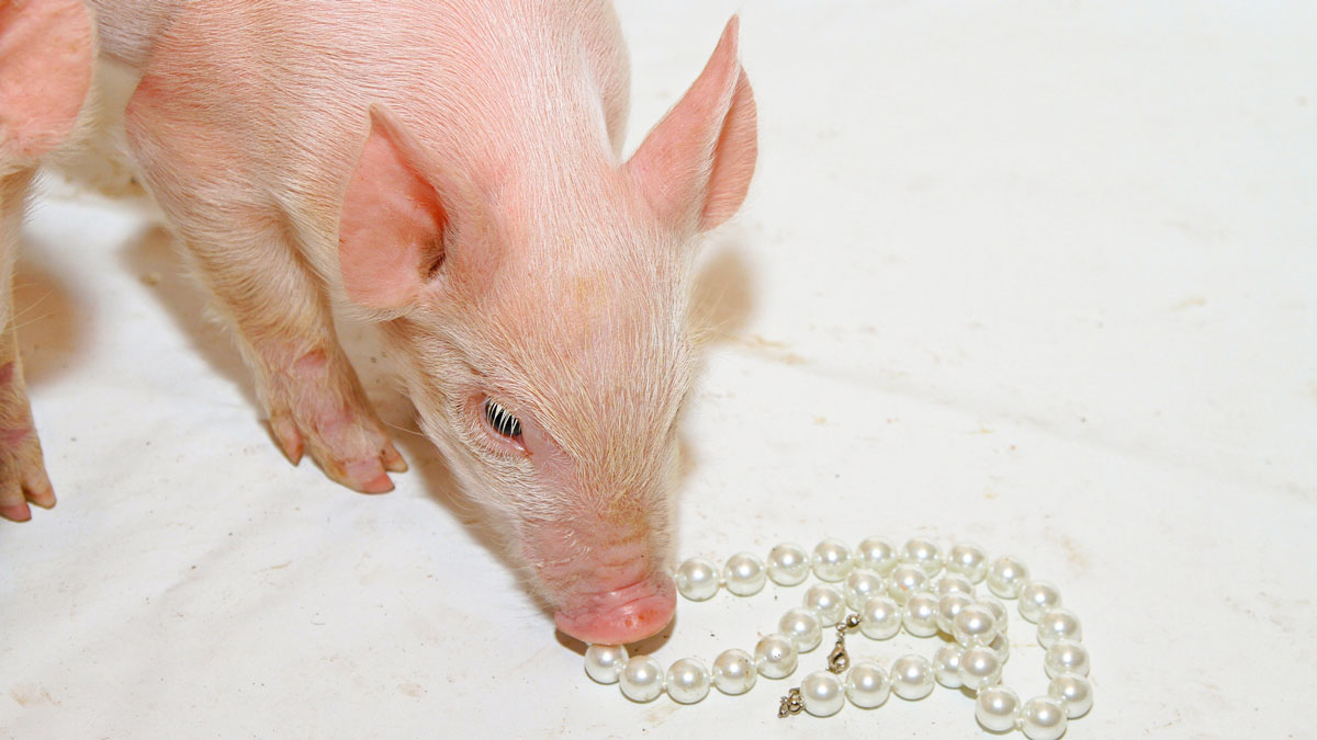 Lunchtime ASX small cap wrap: Who’s paying a fortune for pork today?