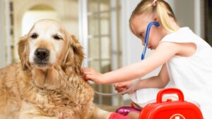 Check-up: Doggy cancer biotech PharmAust leads the pack