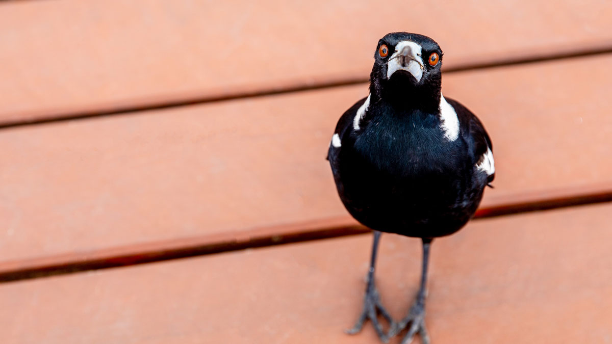 Lunchtime ASX small cap wrap: Who’s trying to escape a magpie today?