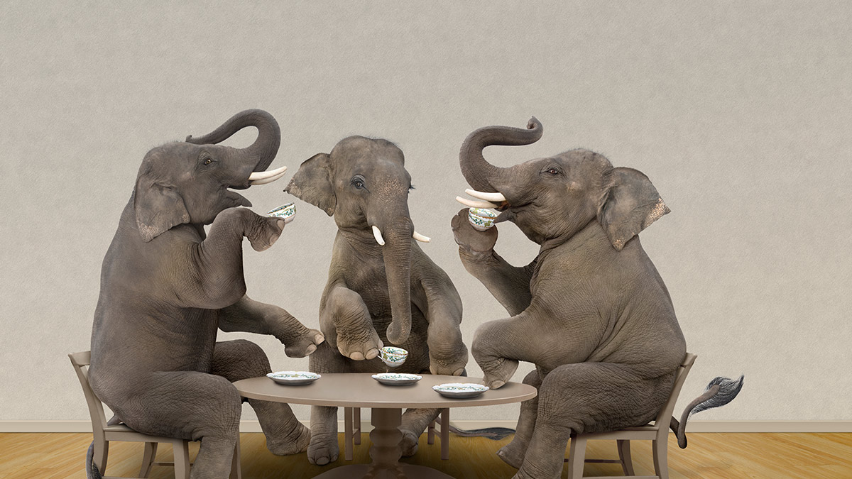 The Lachlan Fold Belt is shaping up to be elephant country and its only just beginning