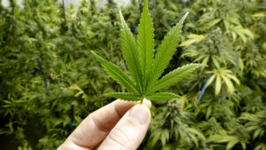 Cannatrek taps private markets as it positions for ‘exponential growth’ in medicinal cannabis sales