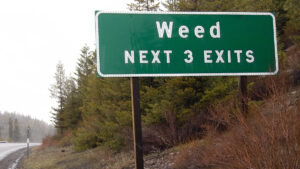 Weed week: Canberra leads the way on cannabis, makes pot possession legal