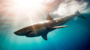 Lunchtime ASX small cap wrap: Who’s imitating Jaws today?