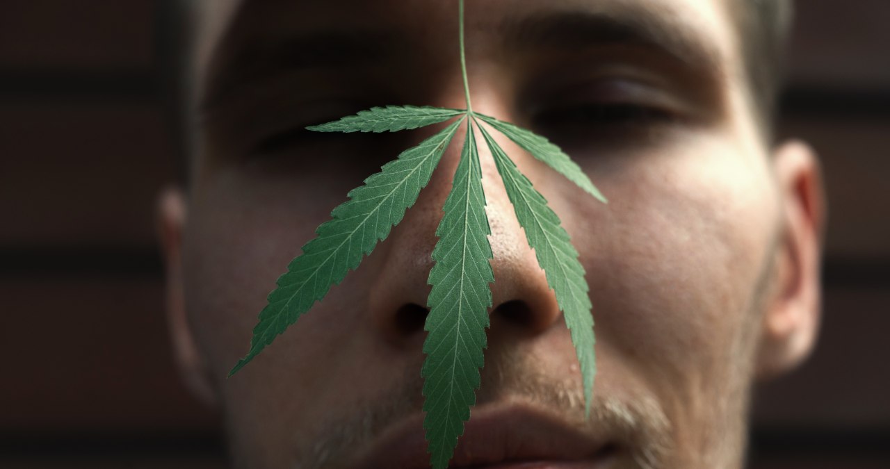Lunchtime ASX small cap wrap: Who’s smelling cannabis today? - Stockhead