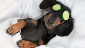 Health: PharmAust proves its doggie cancer drug works; shares up 40pc