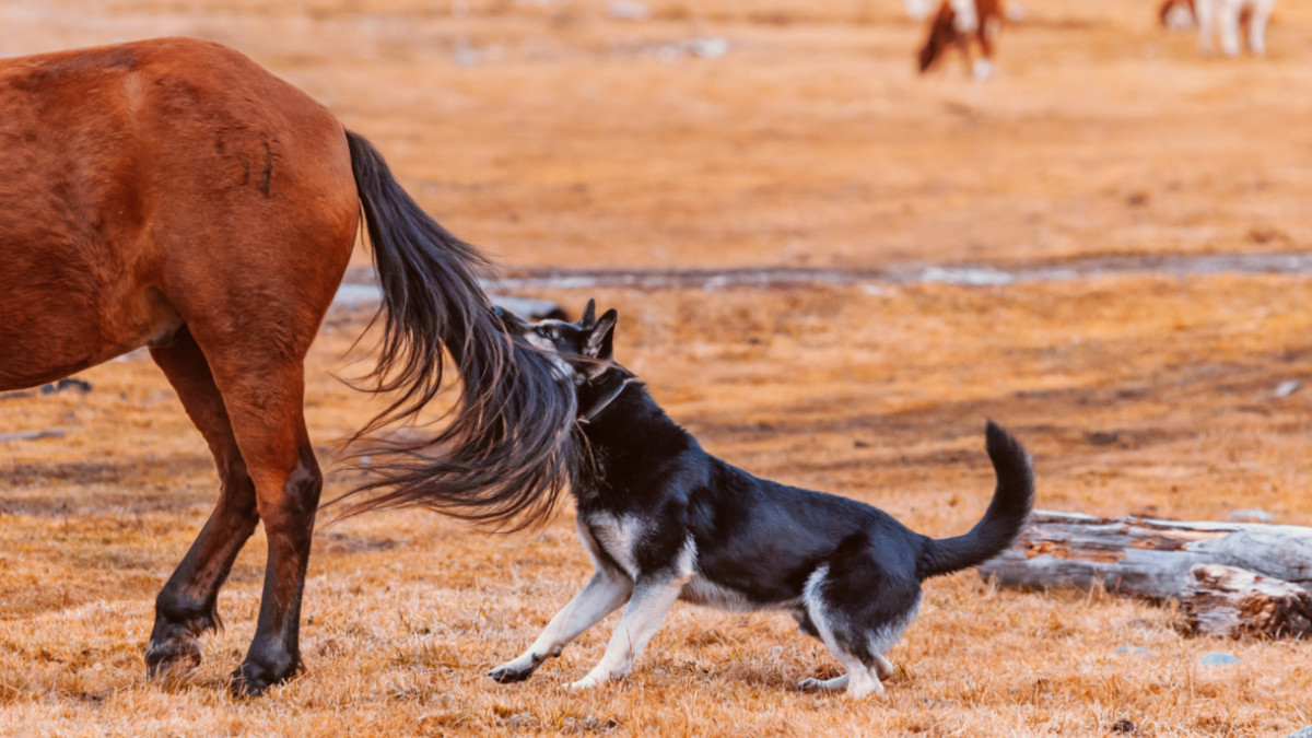 Short and Caught: The ASX stocks investors are shorting right now