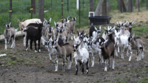 Got Milk: December was a better month for infant formula stocks; but the standout was in goat milk