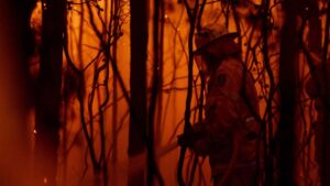 Kangaroo Island Plantation’s insurance claims mount as fires wipe out more crops