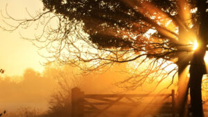 Rise and Shine: What you need to know before the ASX opens