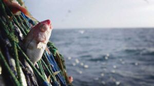 fish_caught