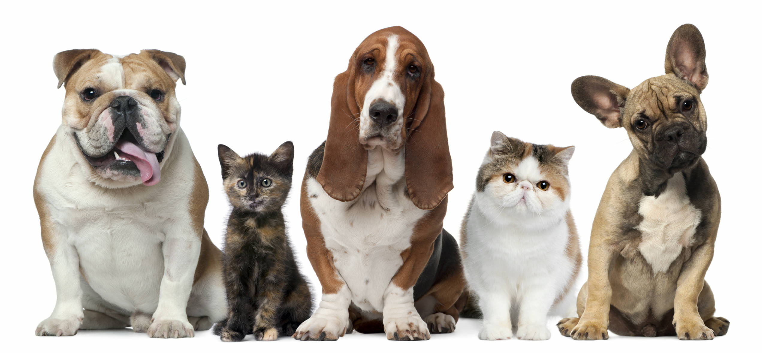 Happy Dogs for Pet CBD