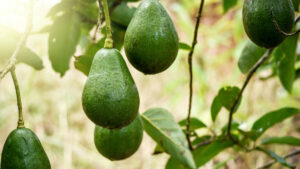 Alterra has bigger plans for its avocados than just brunch