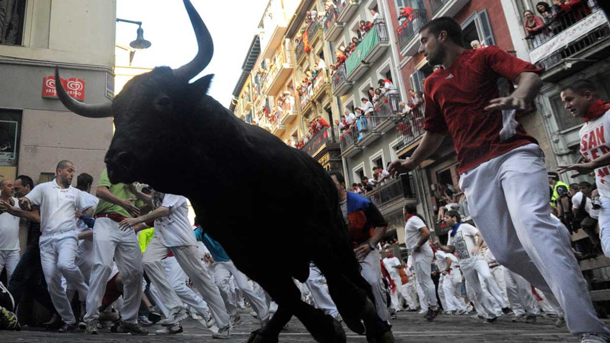 bull