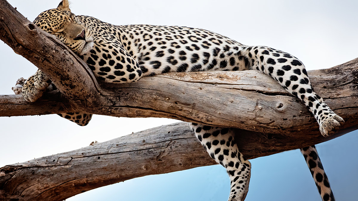 Rise and Shine: What you need to know before the ASX opens