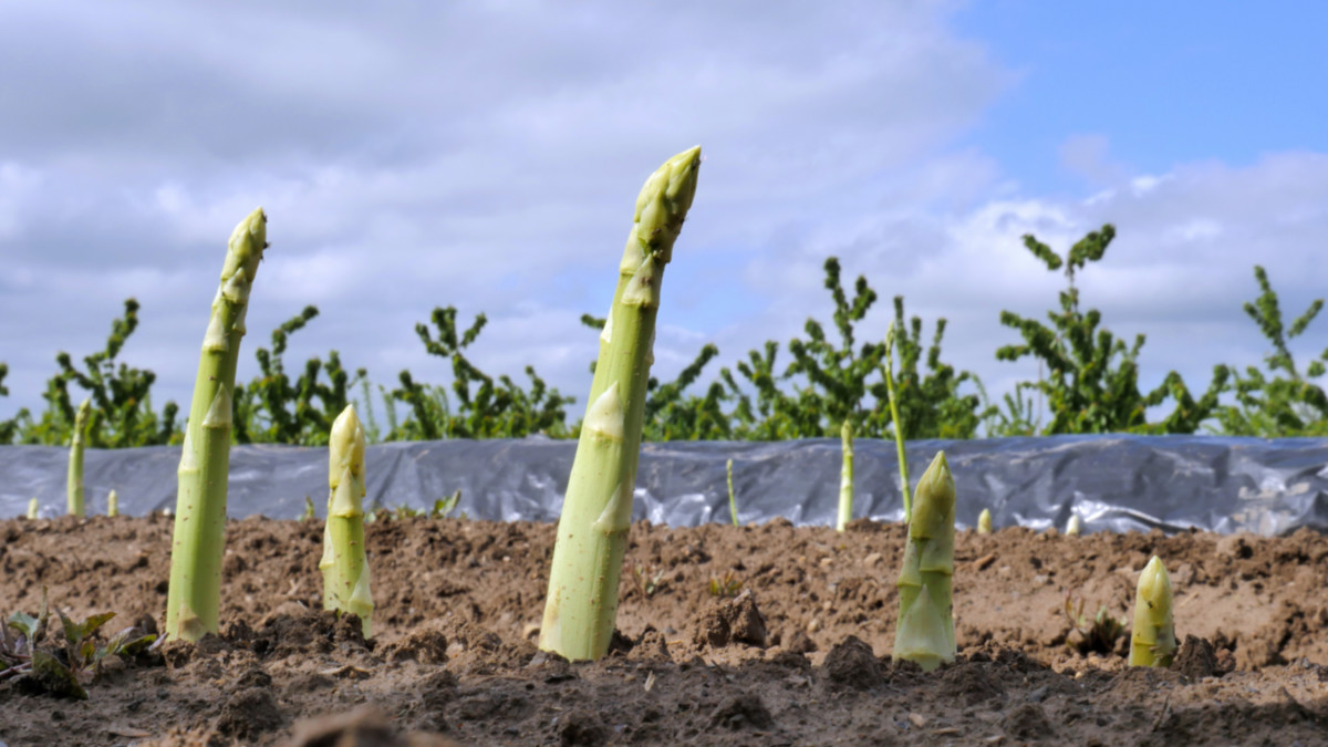 Food: Great news if you like asparagus — Root’s tech helps farmers produce more of it