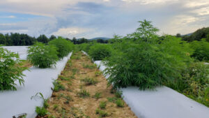Struggling coal mining town Collie is WA govt’s choice for new hemp processing plant