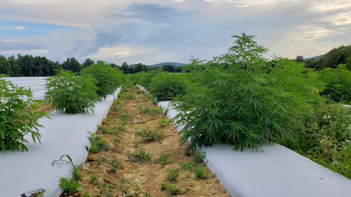 Struggling coal mining town Collie is WA govt’s choice for new hemp processing plant