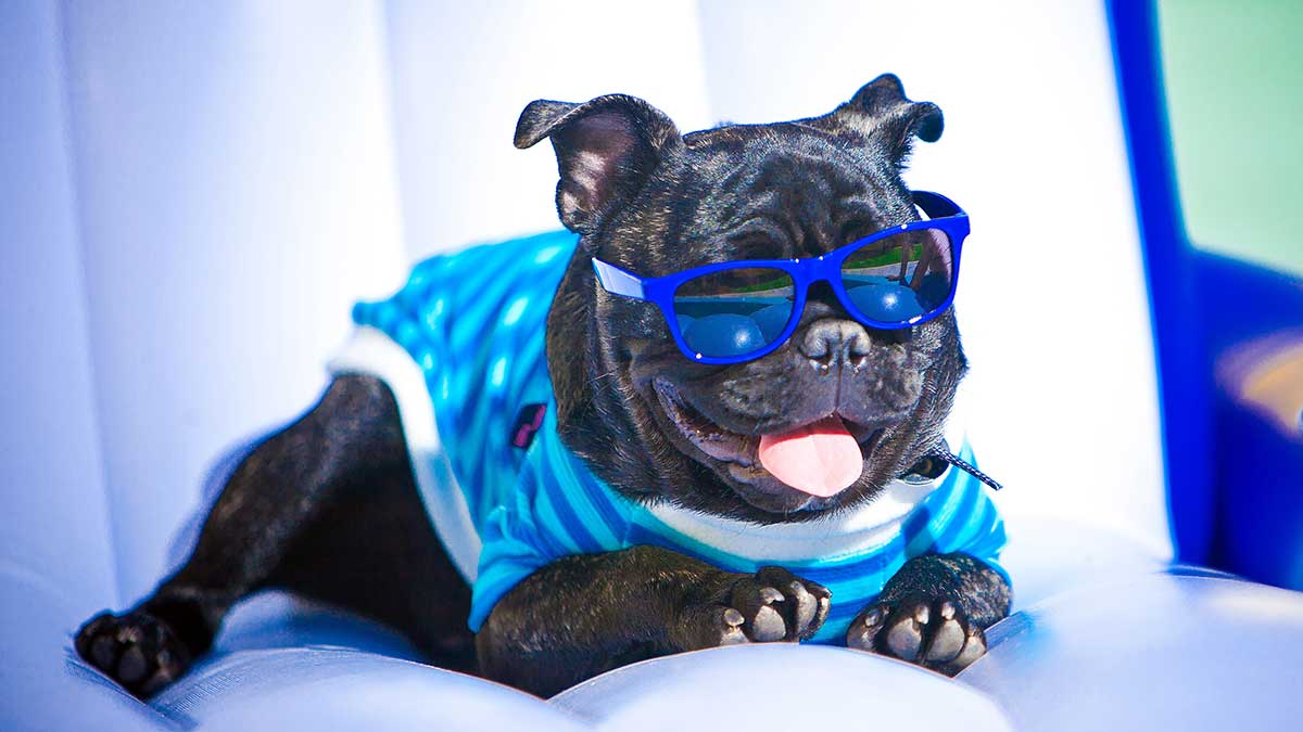 dog_fashion