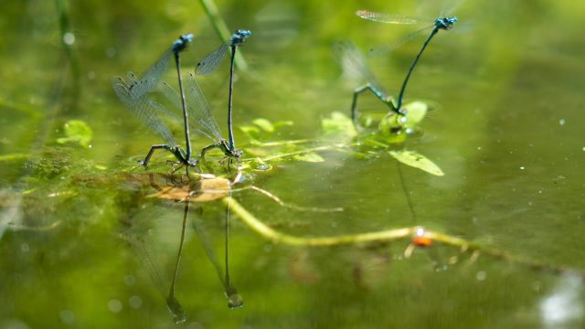 dragonflies laying eggs in water of a pond