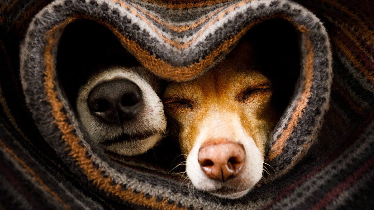 Rise and Shine: What you need to know before the ASX opens