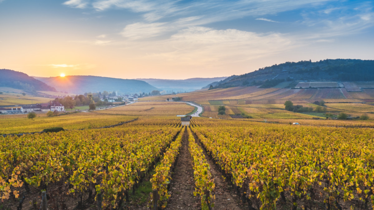 Digital Wine Ventures announces more clients, overseas expansion