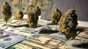 What is your next ASX pot stock?