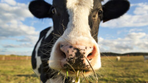 Unicorns Podcast: Grass Fed Milk taking on global giants in baby formula wars